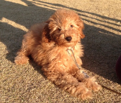poodle2.jpg